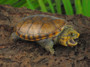 Narrow Bridged Musk Turtles for sale at The Turtle Source.
