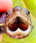 Narrow Bridge hatchlings available at The Turtle Source.