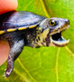 Cute Narrow Bridge hatchlings available at The Turtle Source.