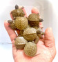 North American Wood Hatchlings for sale at the Turtle Source.