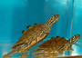 Best Northern Black Knobbed Sawback Map Turtles for sale at The Turtle Source.