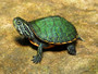 Northern Red Bellied Turtles for sale at The Turtle Source.