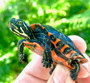 Northern Red Bellied Turtles for sale at The Turtle Source.