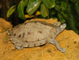 Ouachita Map Turtles For Garden Ponds for sale at The Turtle Source