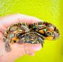 Colorful Painted Wood Turtles ( Central American Woods)for sale at The Turtle Source.