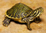 Peninsula Cooters for sale at The Turtle Source.