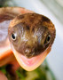 Pink Belly Snapper looking right at you!