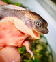 Pink Belly Snapper