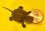 Baby Reeves turtle for sale at The Turtle Source.