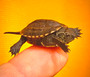 Reeves Turtles for sale | The Turtle Source