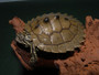Southern Black Knobbed Sawback Map Turtle for sale at The Turtle Source.