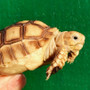 Best Sulcata Hatchlings For Sale at The Turtle Source.