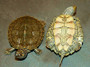 Texas Map Turtle shell and under-belly available at The Turtle Source.