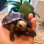 Travencore, Elongated Hybrid Tortoises for sale at The Turtle Source.