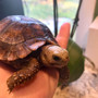 Travencore, Elongated Hybrid Tortoises for sale at The Turtle Source.