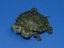 Best Two Headed Yellow Bellied Sliders for sale at The Turtle Source.