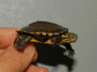 Vietnamese Pond Turtles for sale at The Turtle Source. Vietnamese Pond Turtles for sale at The Turtle Source.