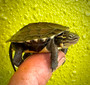 Vietnamese Pond hatchlings for sale at The Turtle Source. Vietnamese Pond hatchlings for sale at The Turtle Source.
