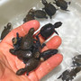 Best West African Side Necked Turtles for sale at The Turtle Source.