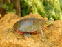 Western Painted Pond Turtle on a rock at The Turtle Source.