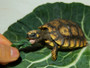 Best Yellow Footed Tortoises for sale at The turtle Source.
