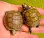 Baby Yellow Foot Tortoises for sale at The Turtle Source.