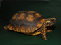 Amazon Basin Yellow Footed Tortoises for sale