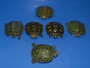 Best Calico Yellow Bellied Sliders for sale