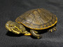 Best Eastern Chicken Turtles for sale