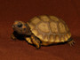 Golden Yellow Footed Tortoises for sale