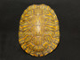 Best Hypo Pastel Peninsula Cooters for sale