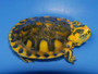 Hypo Pastel Yellow Bellied Sliders for sale