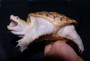 Leucistic Common Snapping Turtles for sale