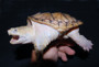 Leucistic Common Snapping Turtles