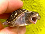 Ornate box turtle for sale at The Turtle Source.