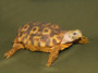 Speke'S Hingeback Tortoises for sale