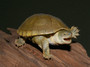 Yellow Mud Turtles - Hatchlings And Yearlings for sale