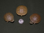 Best Yellow Mud Turtles - Hatchlings And Yearlings for sale