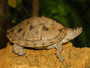 Adult Mississippi Map Turtle for sale at The Turtle Source.