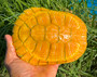 Tiger Albino turtle for sale at The Turtle Source.