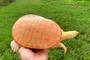 Male Albino Pink belly at The Turtle Source.