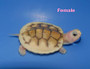 The Best Caramel pink Albino Red Eared Slider for sale at The Turtle Source.