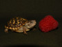 Desert box baby munching on a raspberry.