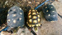 Adult Platinum Yellow Leucistic Red Foot Tortoises
