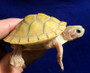 Best T- Positive Albino Florida Red Belly