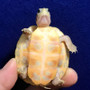 T- Positive Albino Florida Red Belly hatchlings