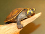 Best Amazon Yellow Spotted River Turtles For Sale