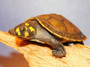 Amazon Yellow Spotted River Turtle