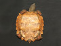 Spiny Turtle