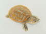 Clown Florida Soft Shelled Turtle From The Turtle Source